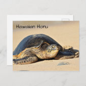 Hawaiiaans Zee Turtle Briefkaart (Voorkant / Achterkant)