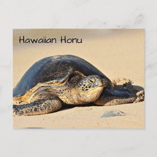 Hawaiiaans Zee Turtle Briefkaart (Voorkant)