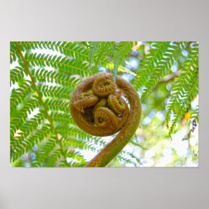 Hawaiiaanse Boomvarenblad Ontwikkelt Poster