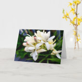 Hawaiiaanse Cluster Tuberose Kaart (Gele Bloem)