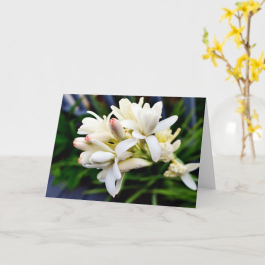 Hawaiiaanse Cluster Tuberose Kaart (Gele Bloem)