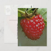 Hawaiiaanse frambozen (Rubus hawaiiensis) Briefkaart (Voorkant / Achterkant)