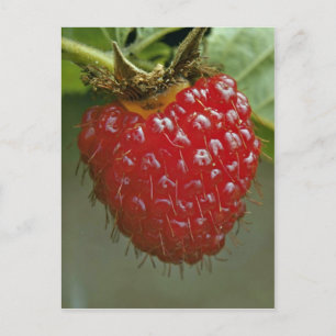 Hawaiiaanse frambozen (Rubus hawaiiensis) Briefkaart