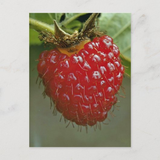 Hawaiiaanse frambozen (Rubus hawaiiensis) Briefkaart (Voorkant)