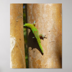 Hawaiiaanse gekko op guaveboom poster