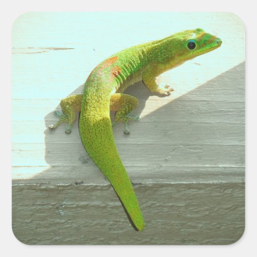 Hawaiiaanse gekko stickers (Voorkant)