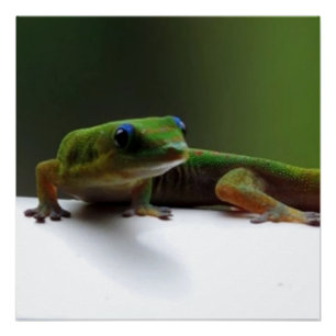 Hawaiiaanse hagedis Gecko Perfect Poster