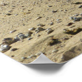 Hawaiiaanse monniksrob poster (Hoek)