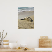 Hawaiiaanse monniksrob poster (Keuken)