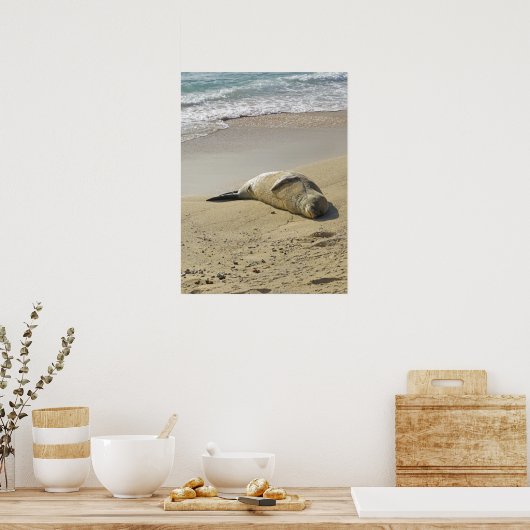 Hawaiiaanse monniksrob poster (Keuken)