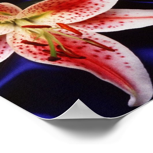 Hawaiiaanse papaja's met leugens en rode gemberblo poster (Hoek)