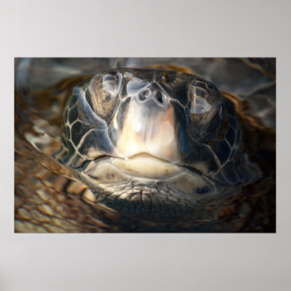 Hawaiiaanse Zee schildpad Poster