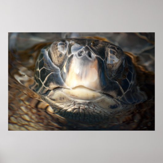 Hawaiiaanse Zee schildpad Poster (Voorkant)