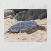 Hawaiiaanse zeeschildpad briefkaart (Voorkant)