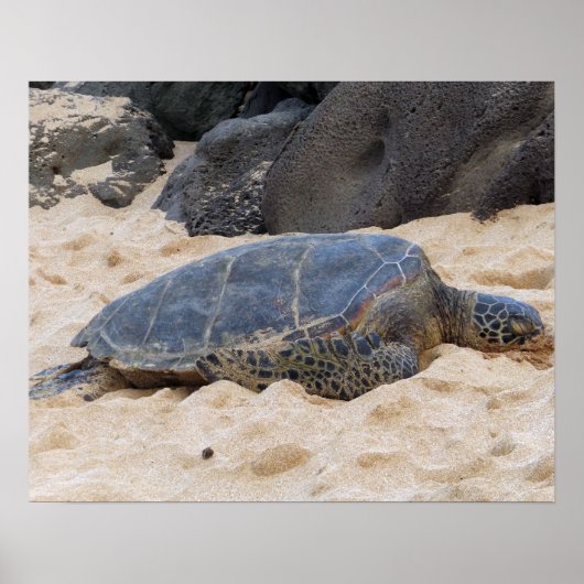 Hawaiiaanse zeeschildpad poster (Voorkant)