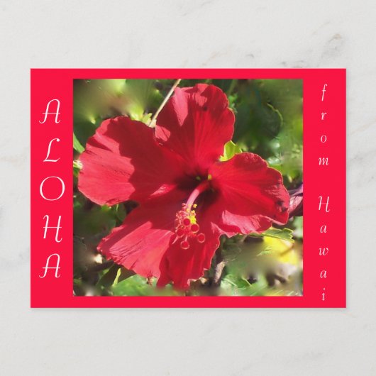 Hawaiian Aloha Red Hibiscus Flower Briefkaart (Voorkant)