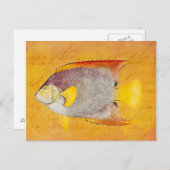  Hawaiian Angel Fish - Antiek Hawaii Briefkaart (Voorkant / Achterkant)