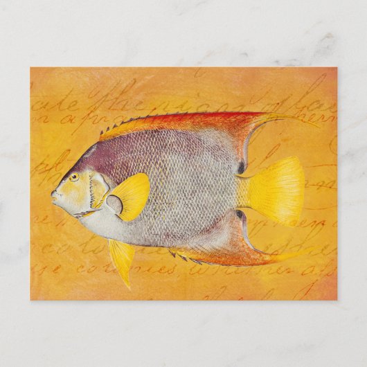  Hawaiian Angel Fish - Antiek Hawaii Briefkaart (Voorkant)
