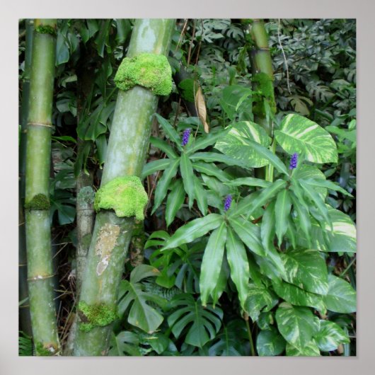Hawaiian Bamboo en Blue Ginger Poster (Voorkant)