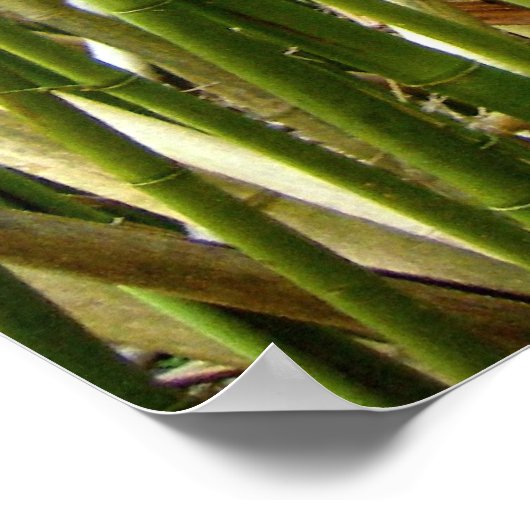 Hawaiian Bamboo Poster (Hoek)