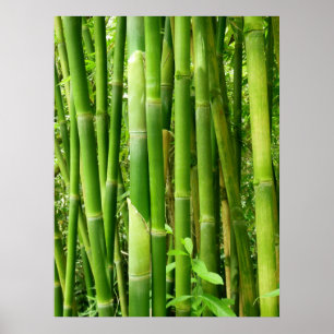Hawaiian Bamboo Poster