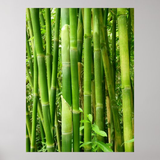 Hawaiian Bamboo Poster (Voorkant)