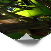 Hawaiian Banana and Coconut Trees Poster (Hoek)