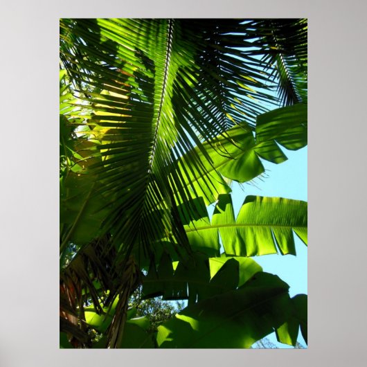 Hawaiian Banana and Coconut Trees Poster (Voorkant)