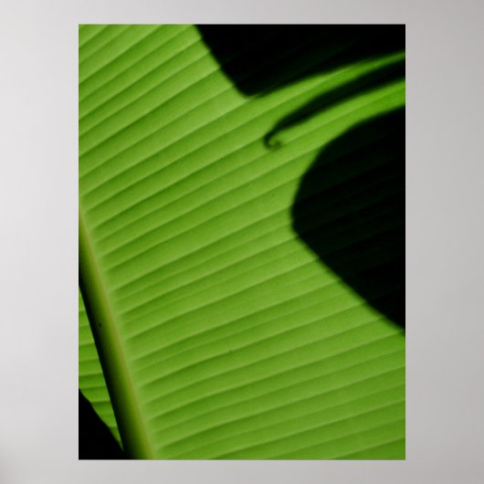 Hawaiian Banana Leaf Poster (Voorkant)
