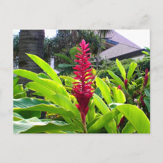 Hawaiian Bloom Briefkaart (Voorkant)