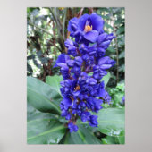 Hawaiian Blue Ginger Poster (Voorkant)