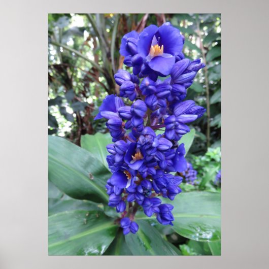 Hawaiian Blue Ginger Poster (Voorkant)