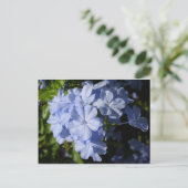 Hawaiian Blue Plumbago  Briefkaart (Staand voorkant)