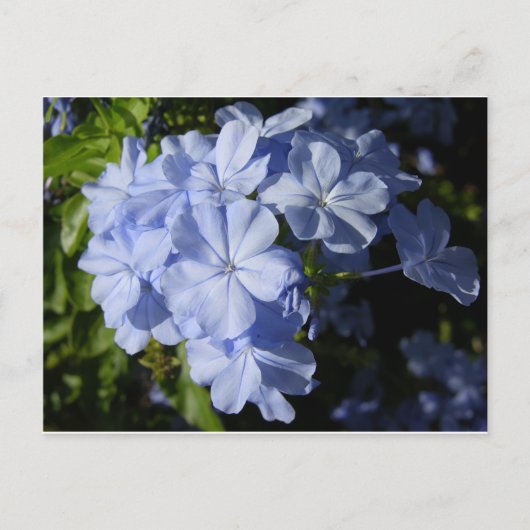 Hawaiian Blue Plumbago  Briefkaart (Voorkant)