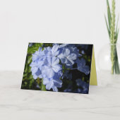 Hawaiian Blue Plumbago Kaart (Voorkant)