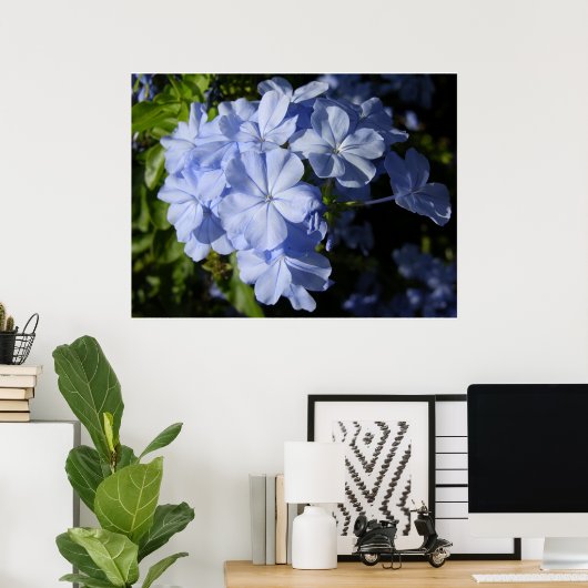 Hawaiian Blue Plumbago Poster (Thuiskantoor)