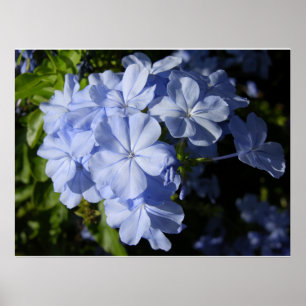 Hawaiian Blue Plumbago Poster