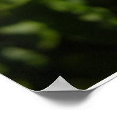 Hawaiian Blue Plumbago Poster (Hoek)