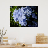 Hawaiian Blue Plumbago Poster (Keuken)