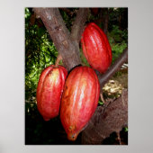 Hawaiian Cacao Pods Poster (Voorkant)