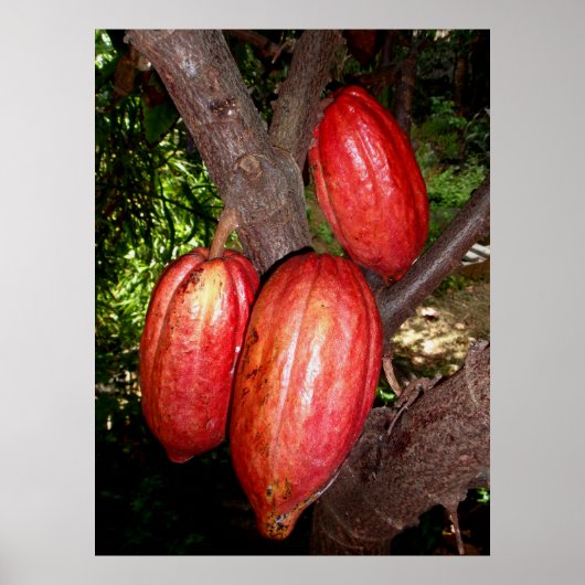 Hawaiian Cacao Pods Poster (Voorkant)