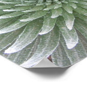 Hawaiian Cactus Succulent Poster (Hoek)