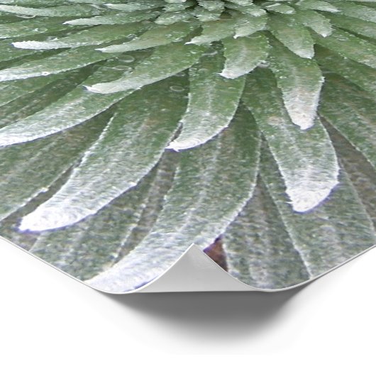 Hawaiian Cactus Succulent Poster (Hoek)