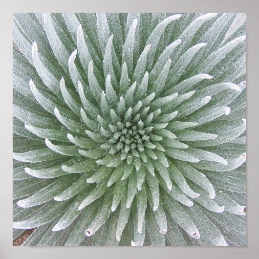 Hawaiian Cactus Succulent Poster (Voorkant)