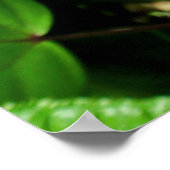 Hawaiian Chameleon Poster (Hoek)