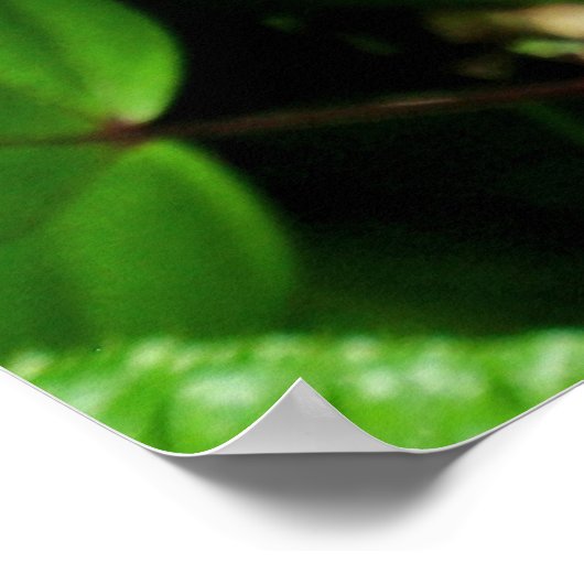 Hawaiian Chameleon Poster (Hoek)