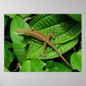 Hawaiian Chameleon Poster (Voorkant)