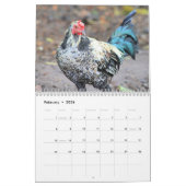 Hawaiian Chickens Kalender (Feb 2026)