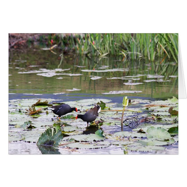 Hawaiian Common Moorhen in Lily Pond (Voorkant Horizontaal)