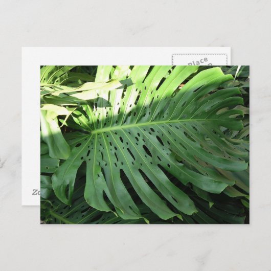 Hawaiian Elephant Ear Plant Briefkaart (Voorkant / Achterkant)